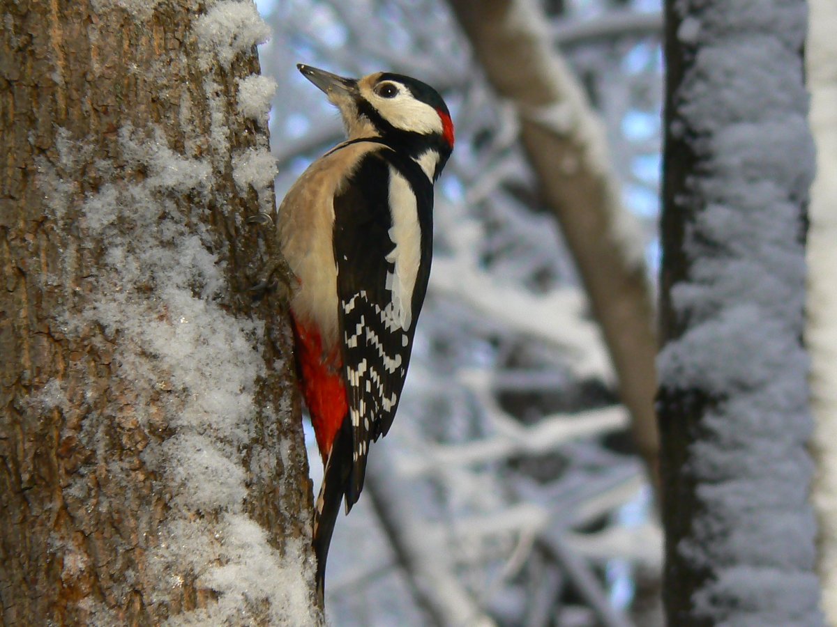 Птицы Урала дятел