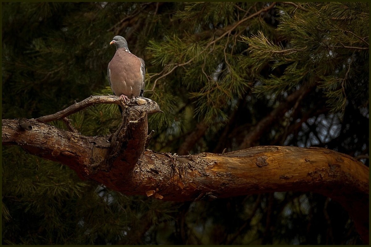 Дикие птицы Саратовской области
