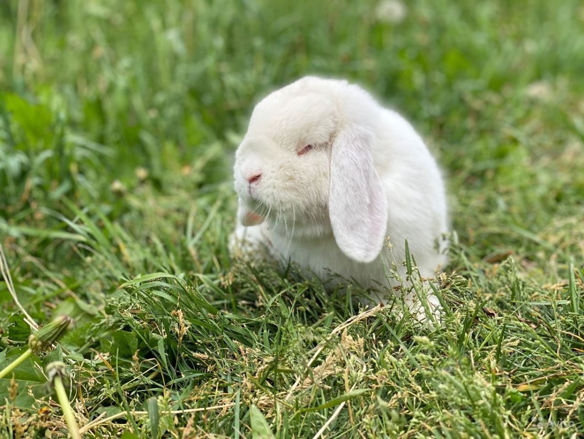 Крольчонок альбинос