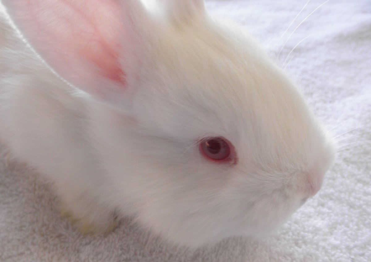 Белый кролик альбинос
