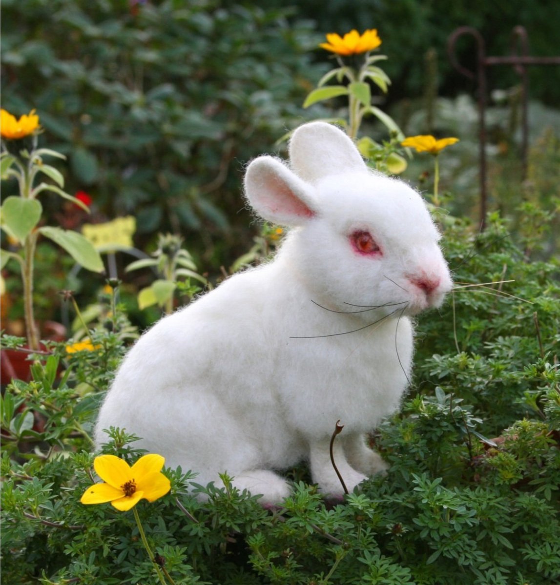Крольчонок альбинос
