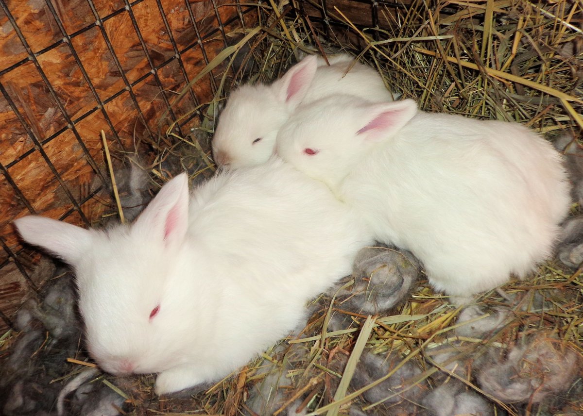 Карликовый кролик альбинос