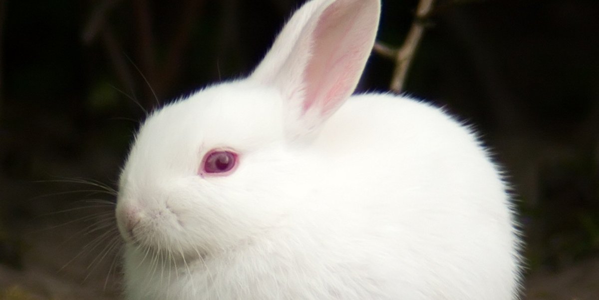 Кролик альбинос с красными глазами