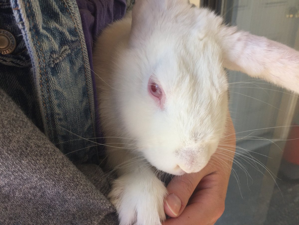 Кролики рекс альбиносы