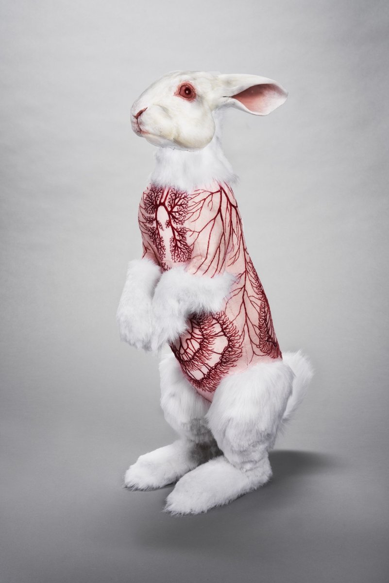 Кролик альбинос