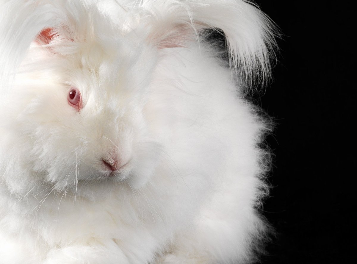 Ангорский кролик альбинос
