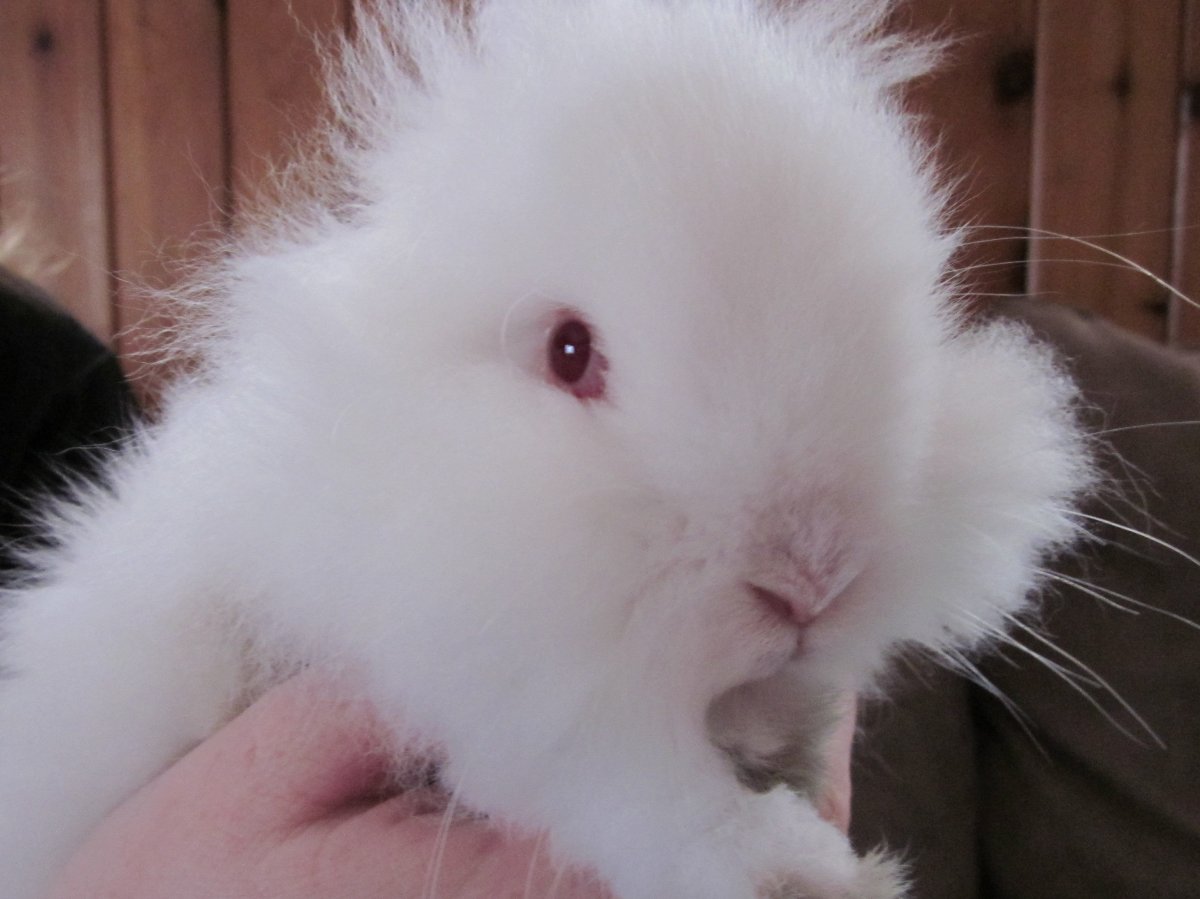 Львиноголовый кролик альбинос