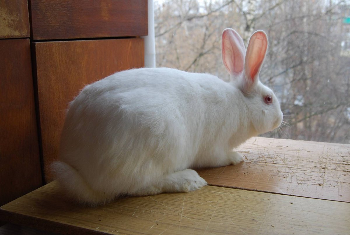 Кролики породы альбинос