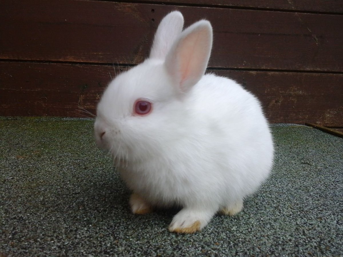Карлик кролик альбинос