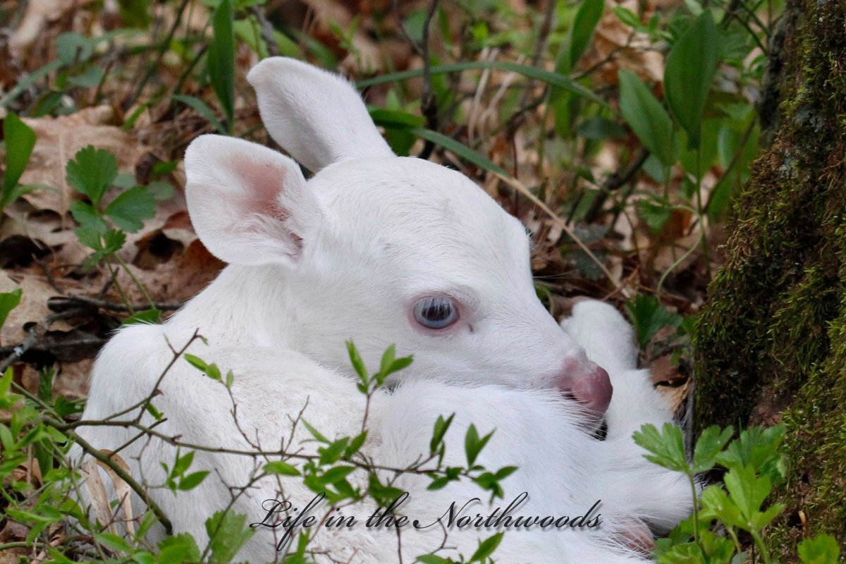 Олененок альбинос