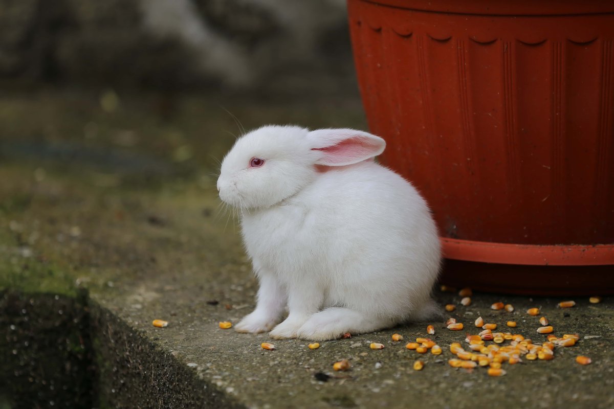 Белый кролик альбинос