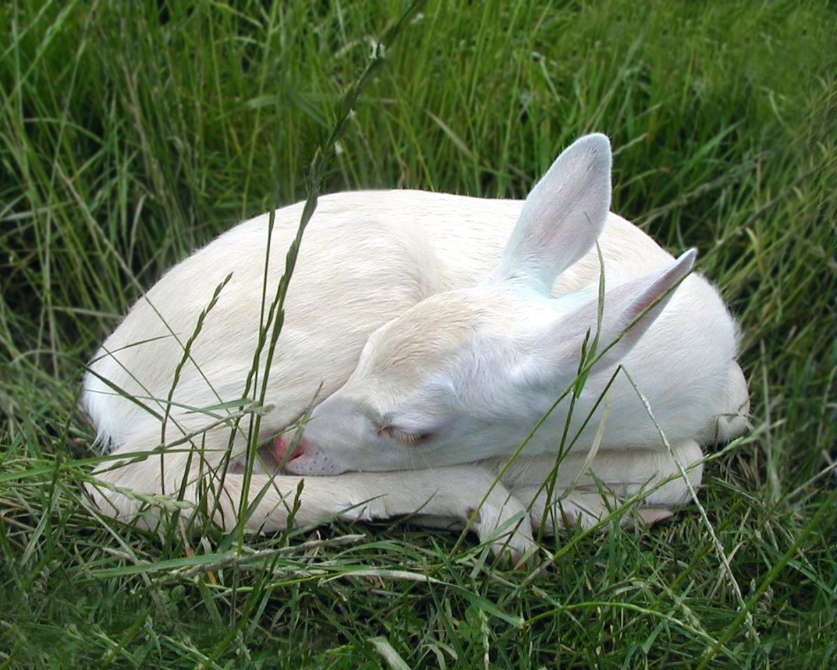 Заяц Геншин