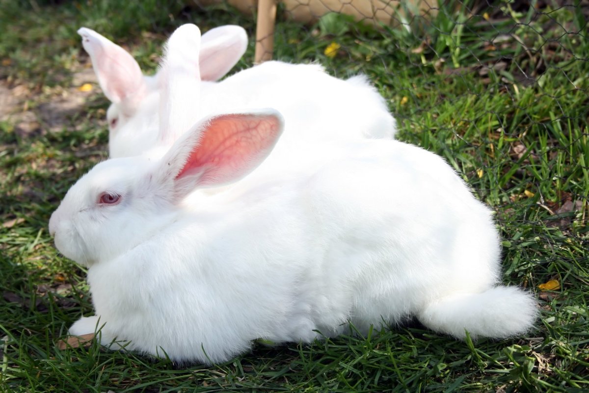 Кролики породы Паннон