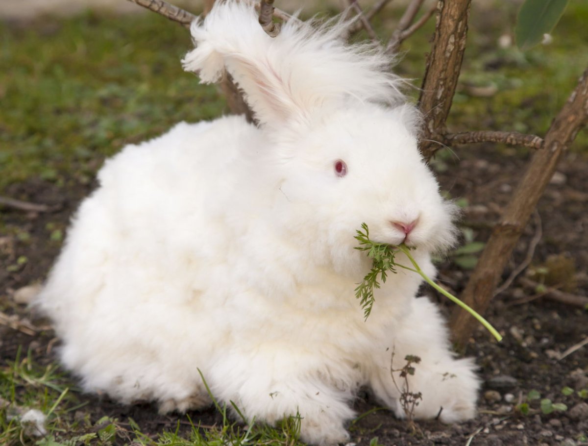 Свадьба пушистых кроликов