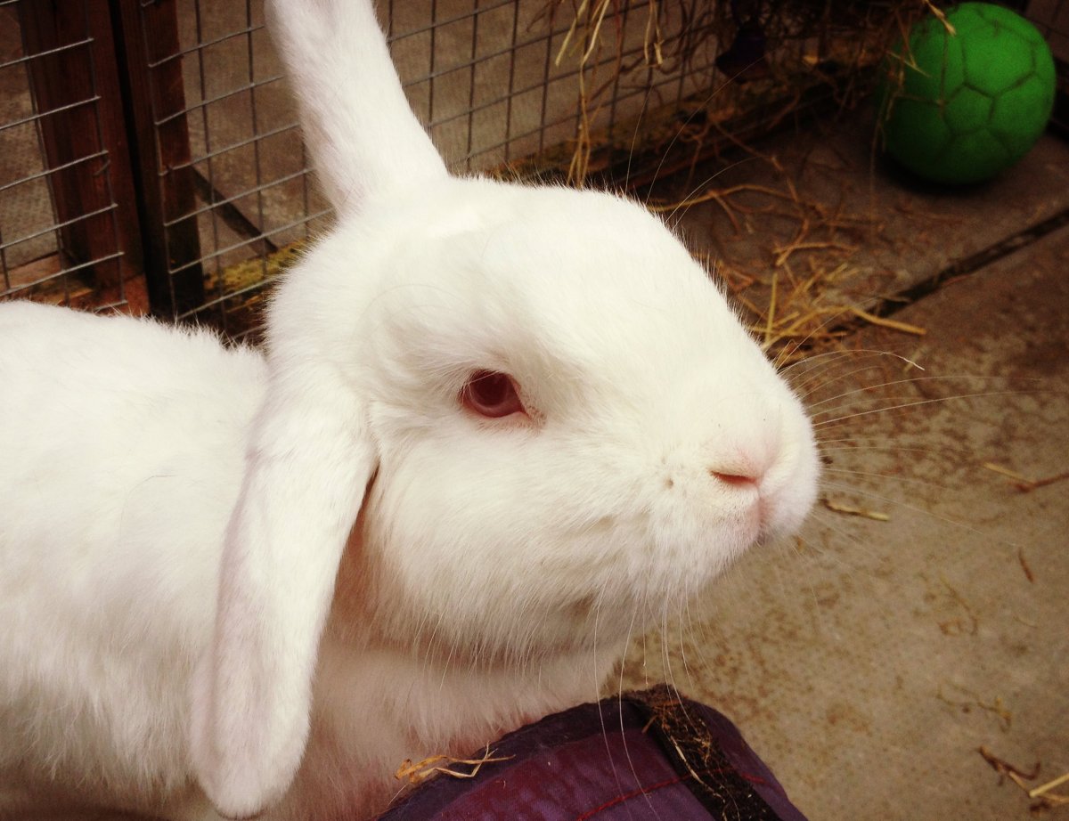Карликовый кролик альбинос