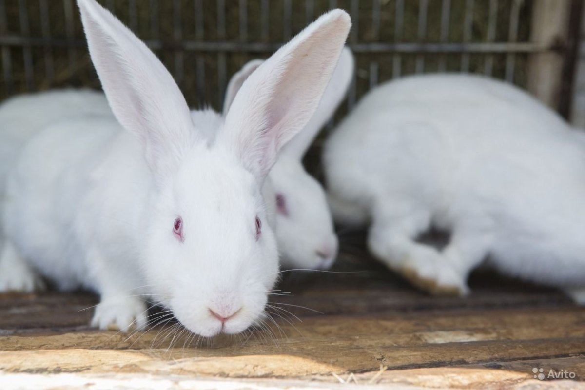 Крольчата белый великан