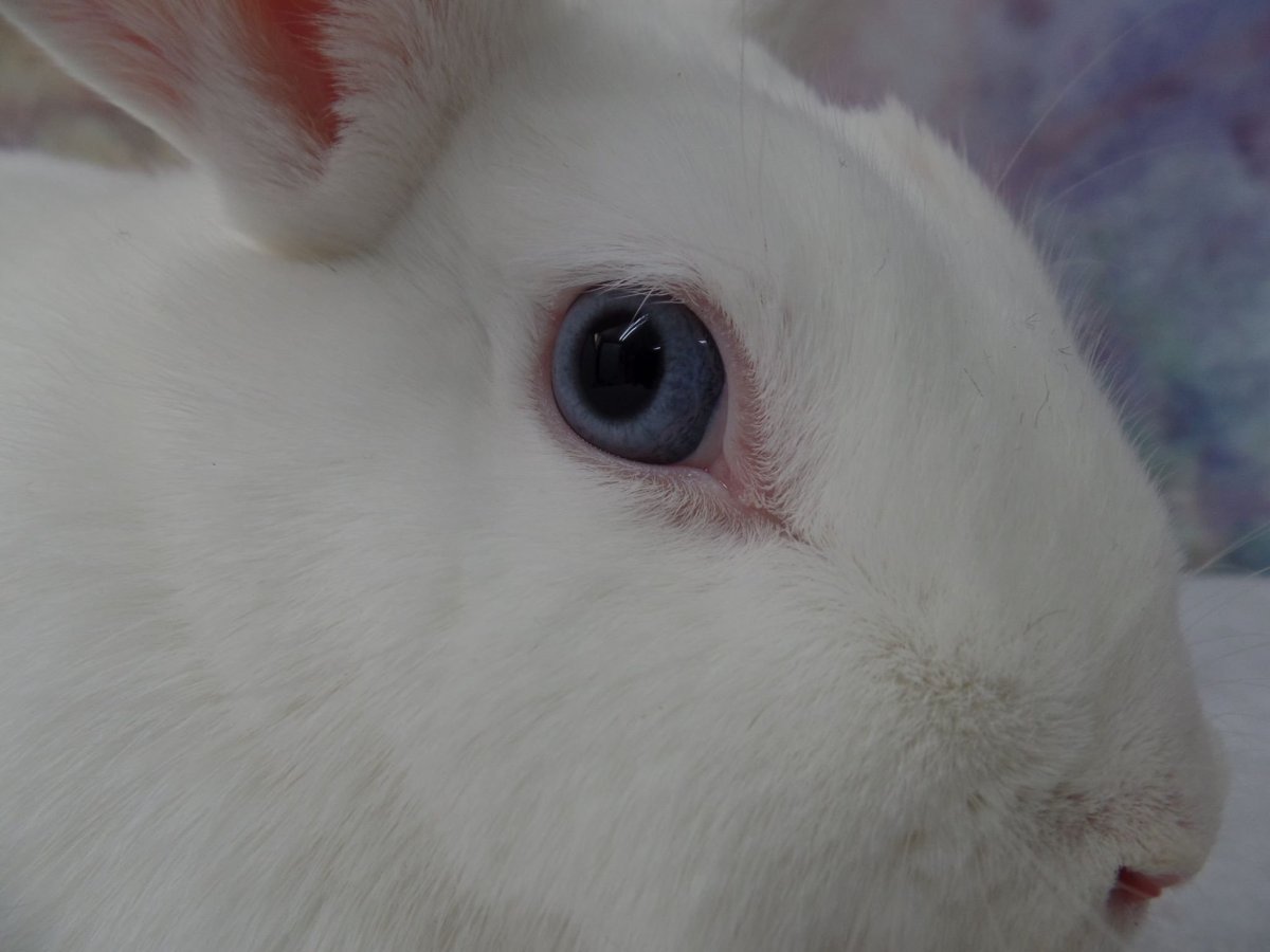 Белый кролик альбинос