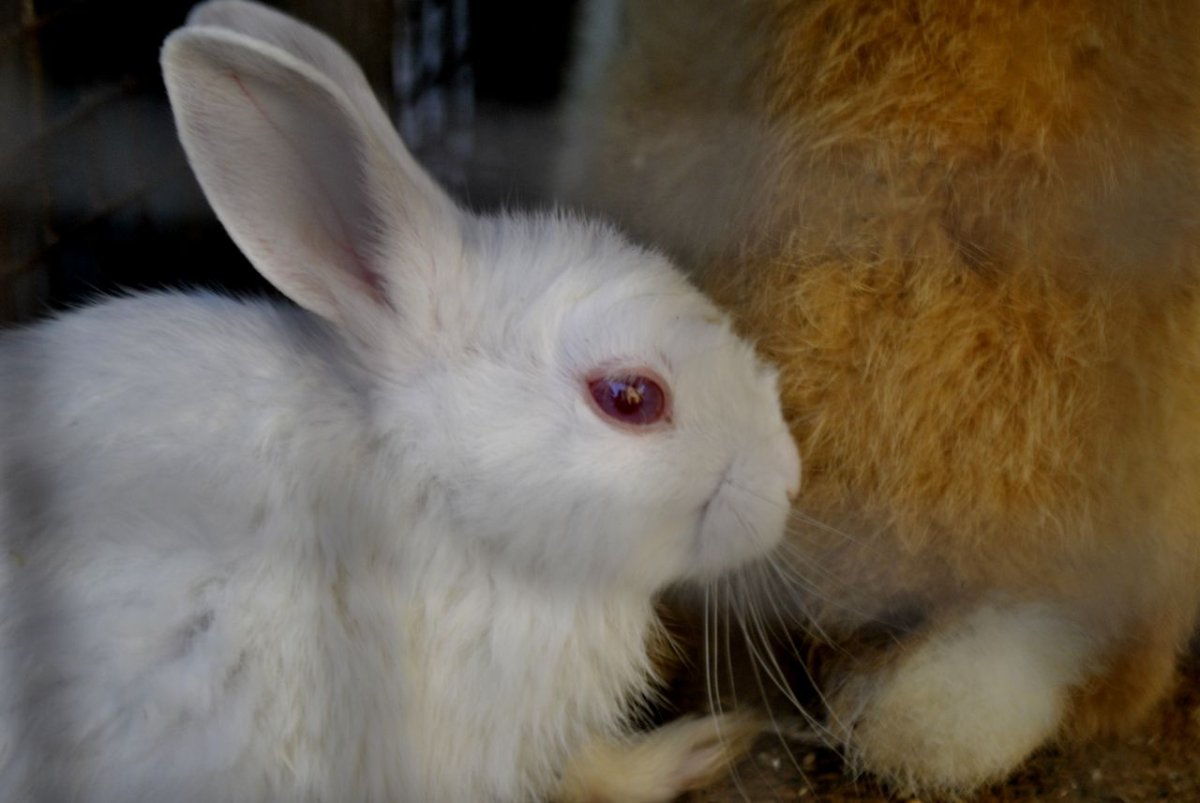 Кролик Бонзо FNF