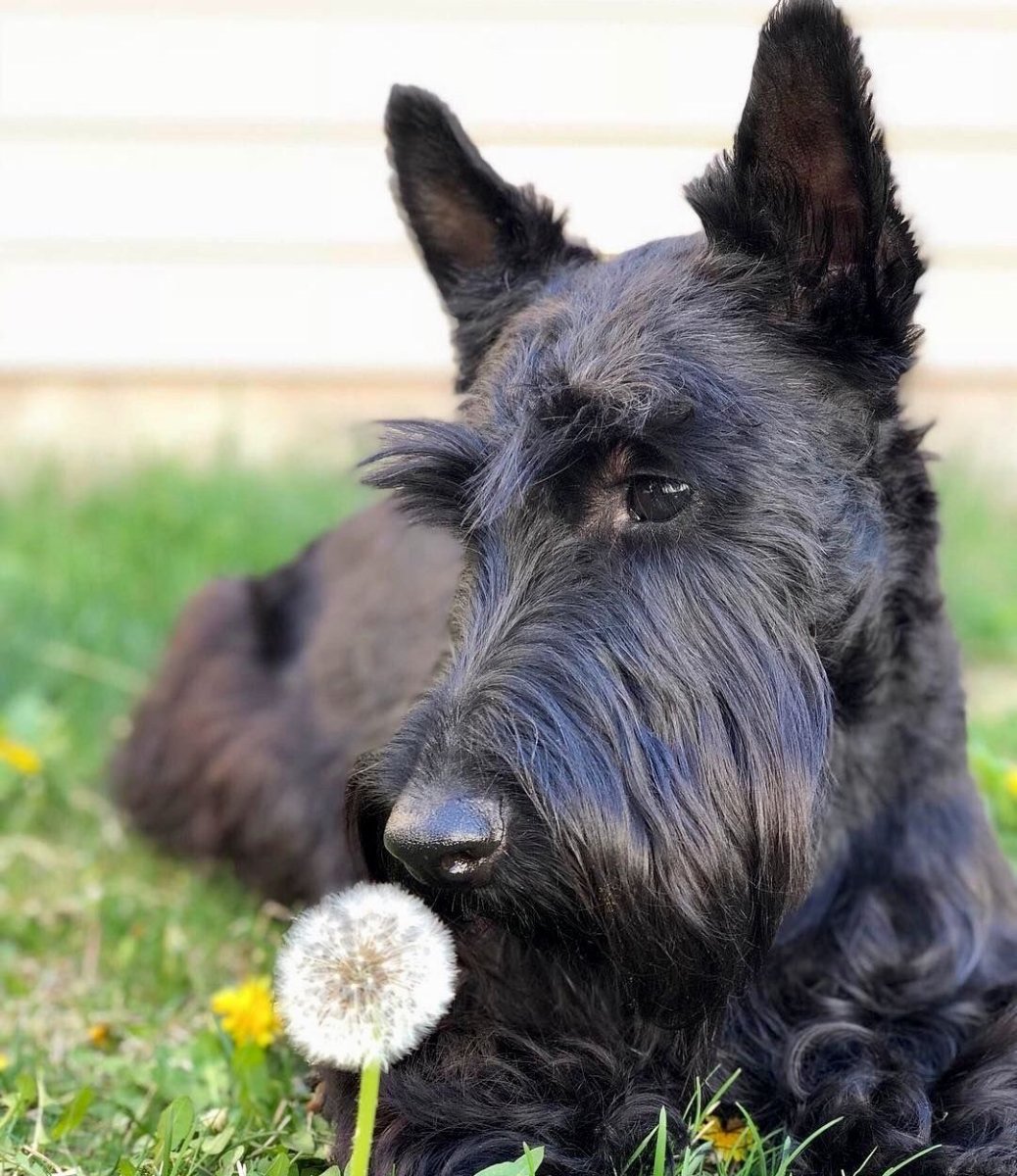Шотландский скотч терьер