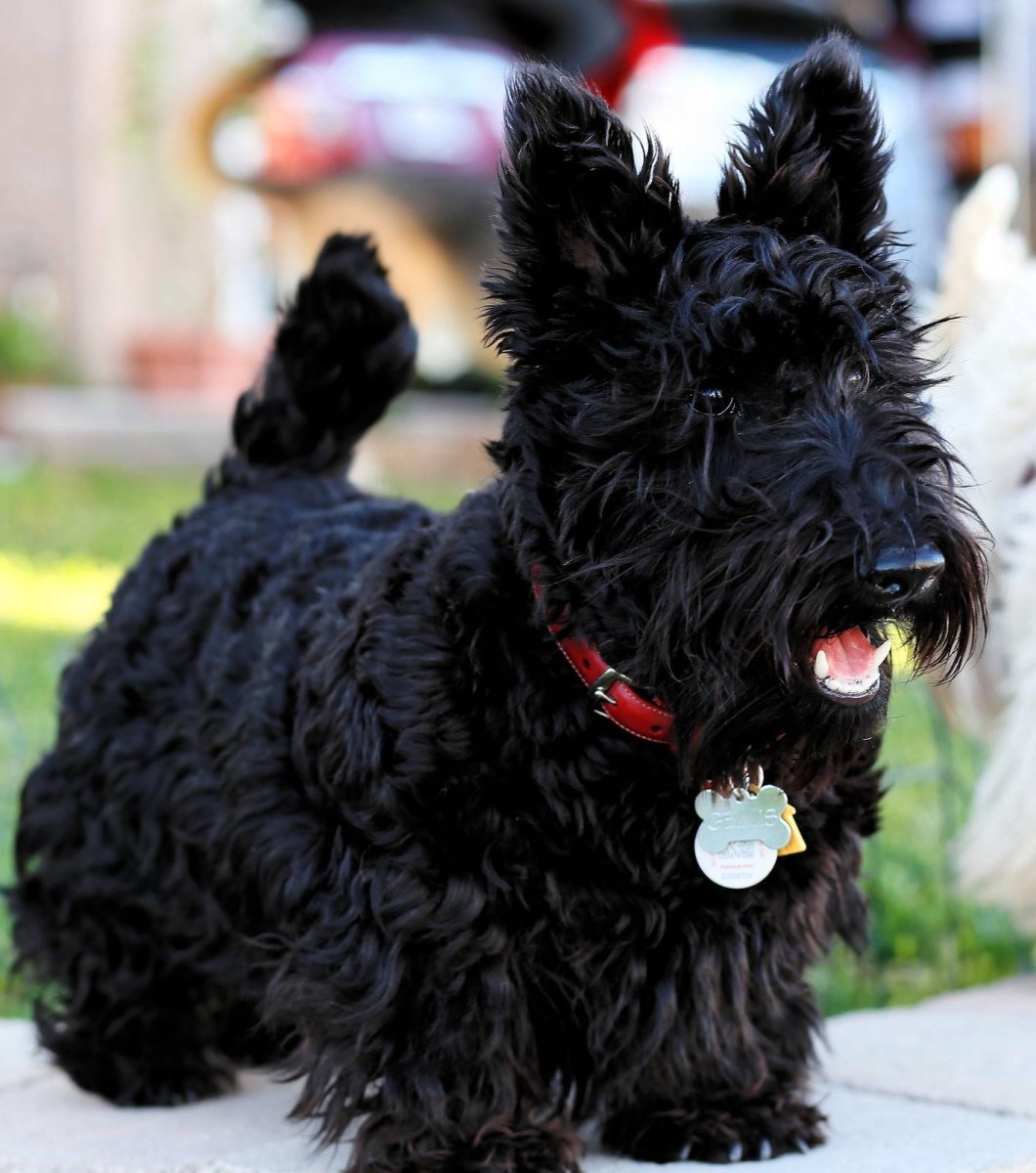 Шотландский терьер скотч-терьер