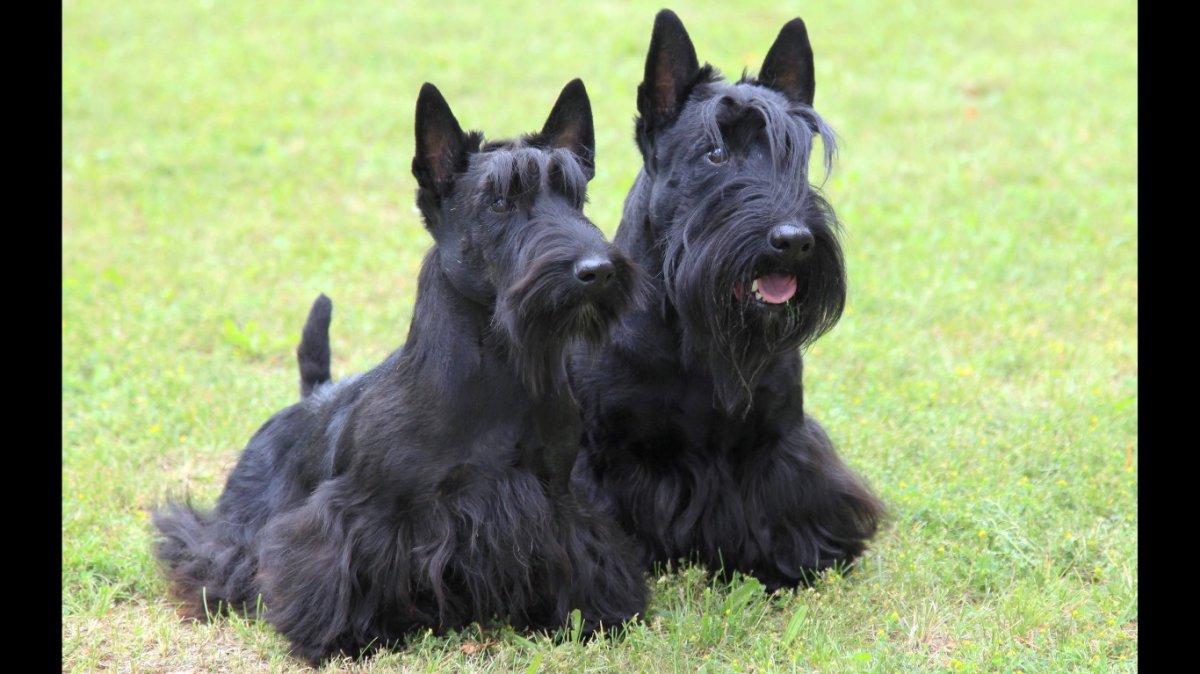 Шотландский терьер и приведения
