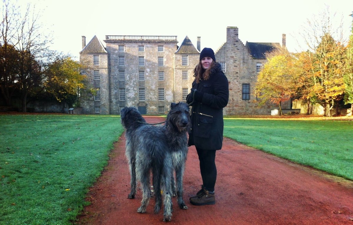Шотландский Дирхаунд рядом с человеком