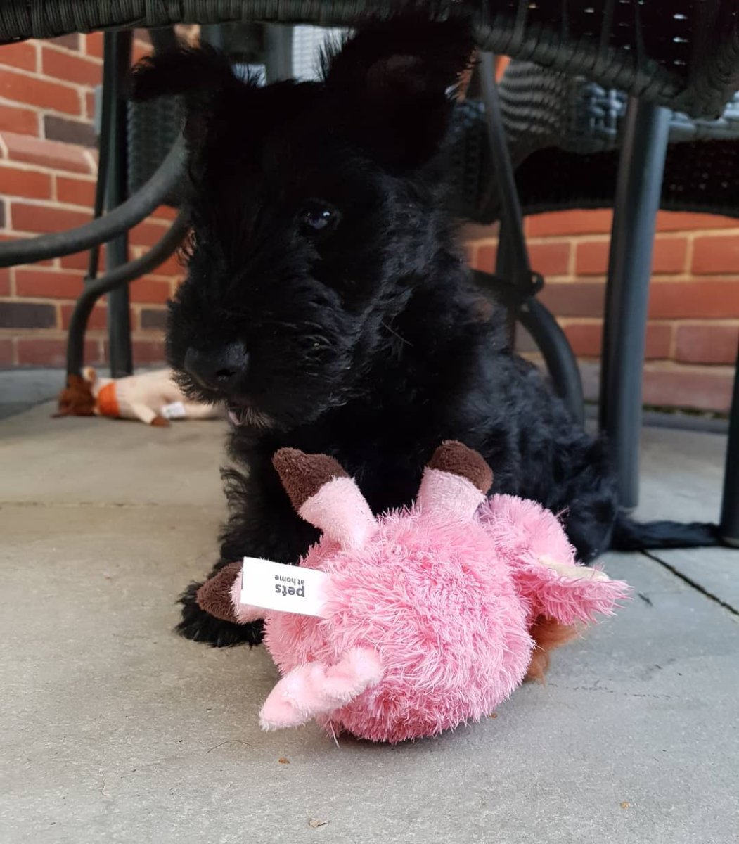 Хэллоуин скотч-терьер