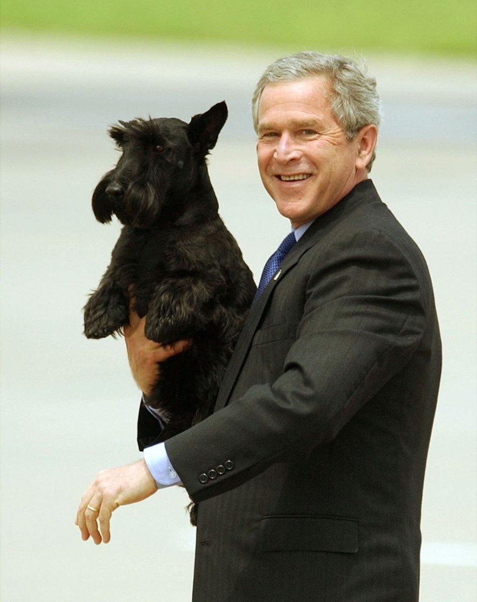 Барни скотч терьер Буша