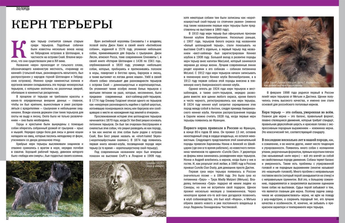 Керн терьер стандарт породы