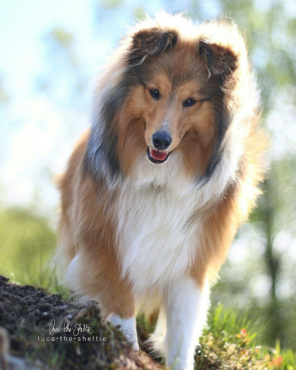 Колли собака