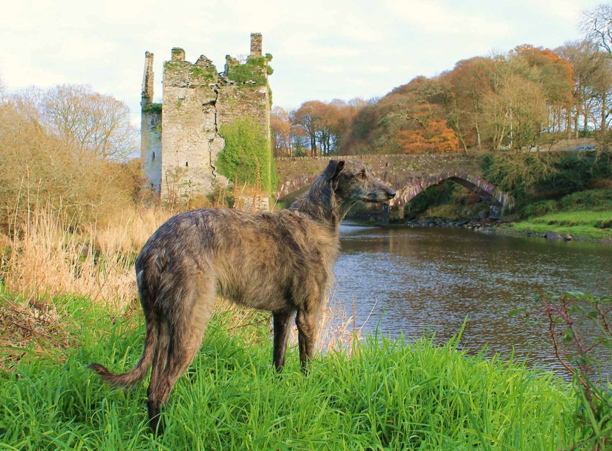 Собаки из Шотландии