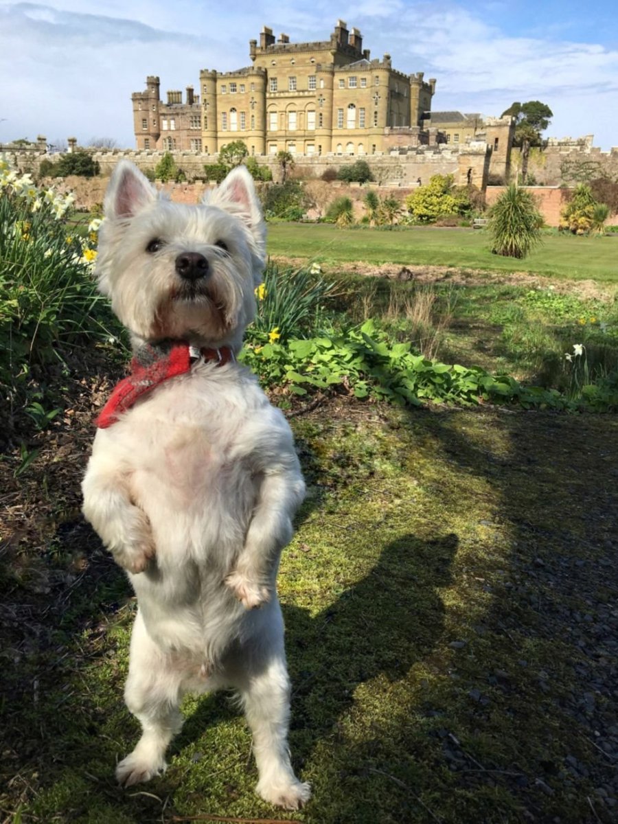 Шотландский Уайт терьер