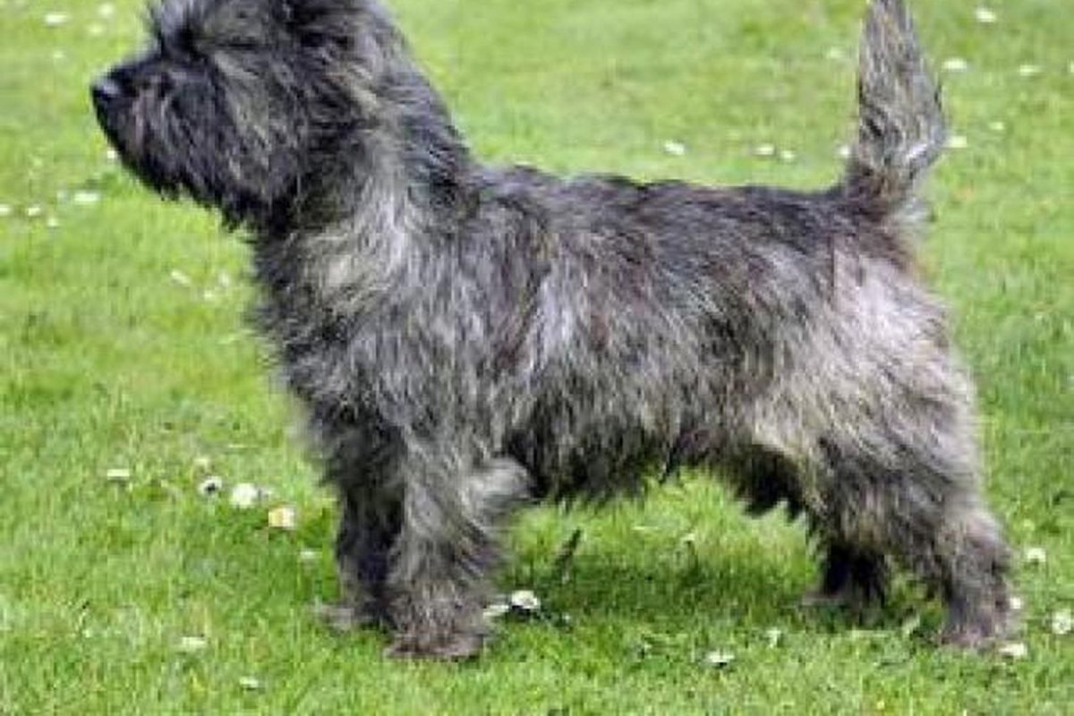 Породы собак с подшерстком