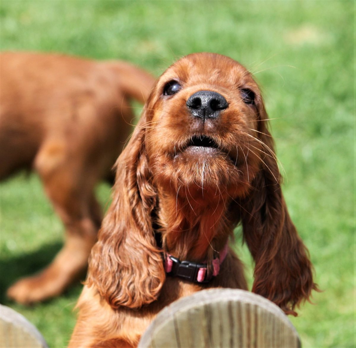Ирландский сеттер и спаниель