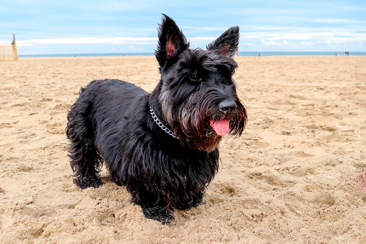 Самые глупые породы собак из маленьких