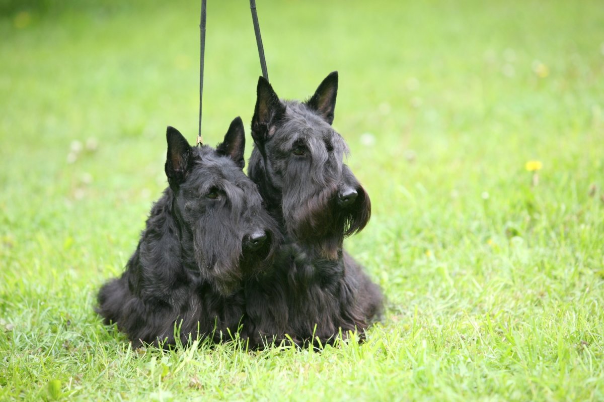 Шотландский скотч терьер