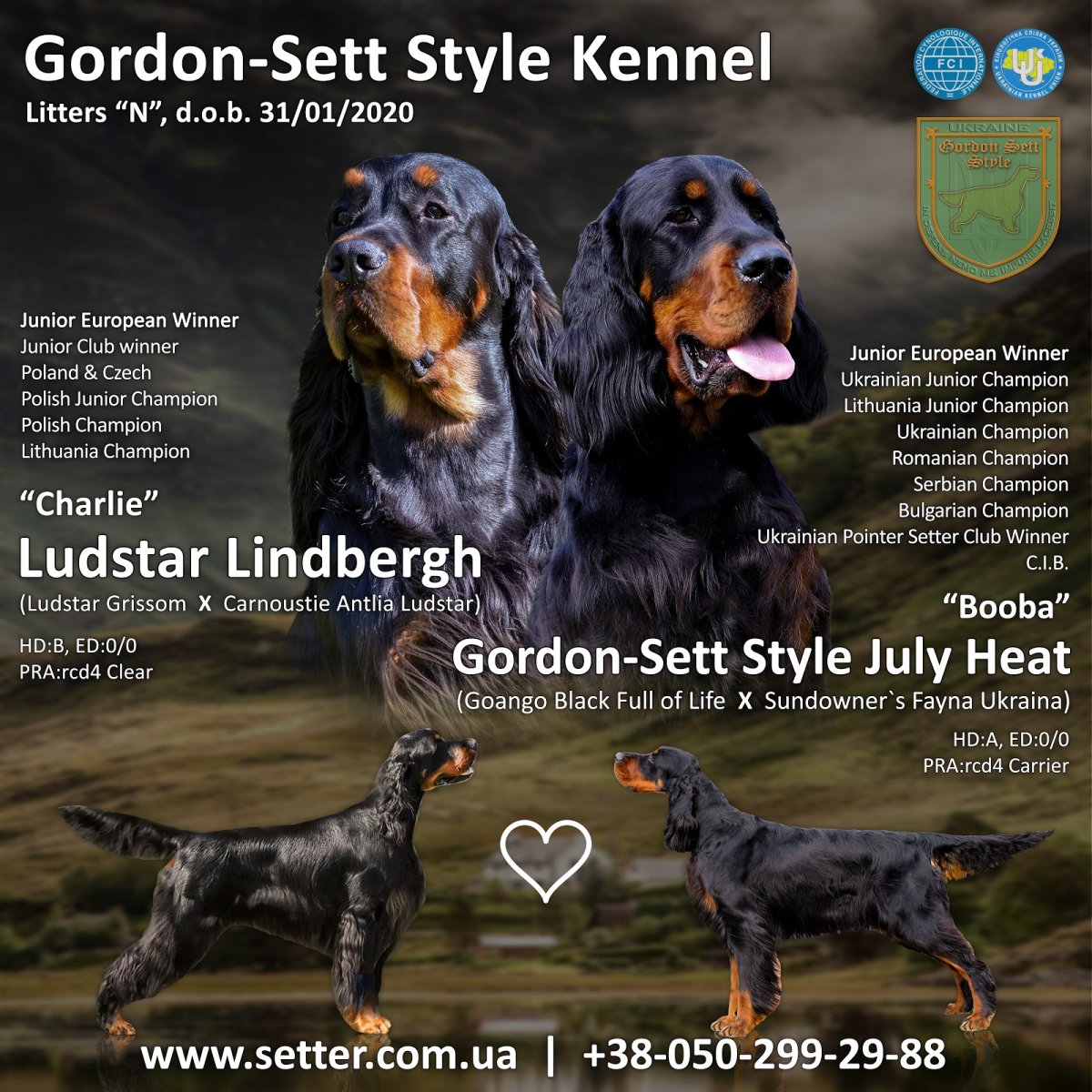 Сеттер Горден питомник