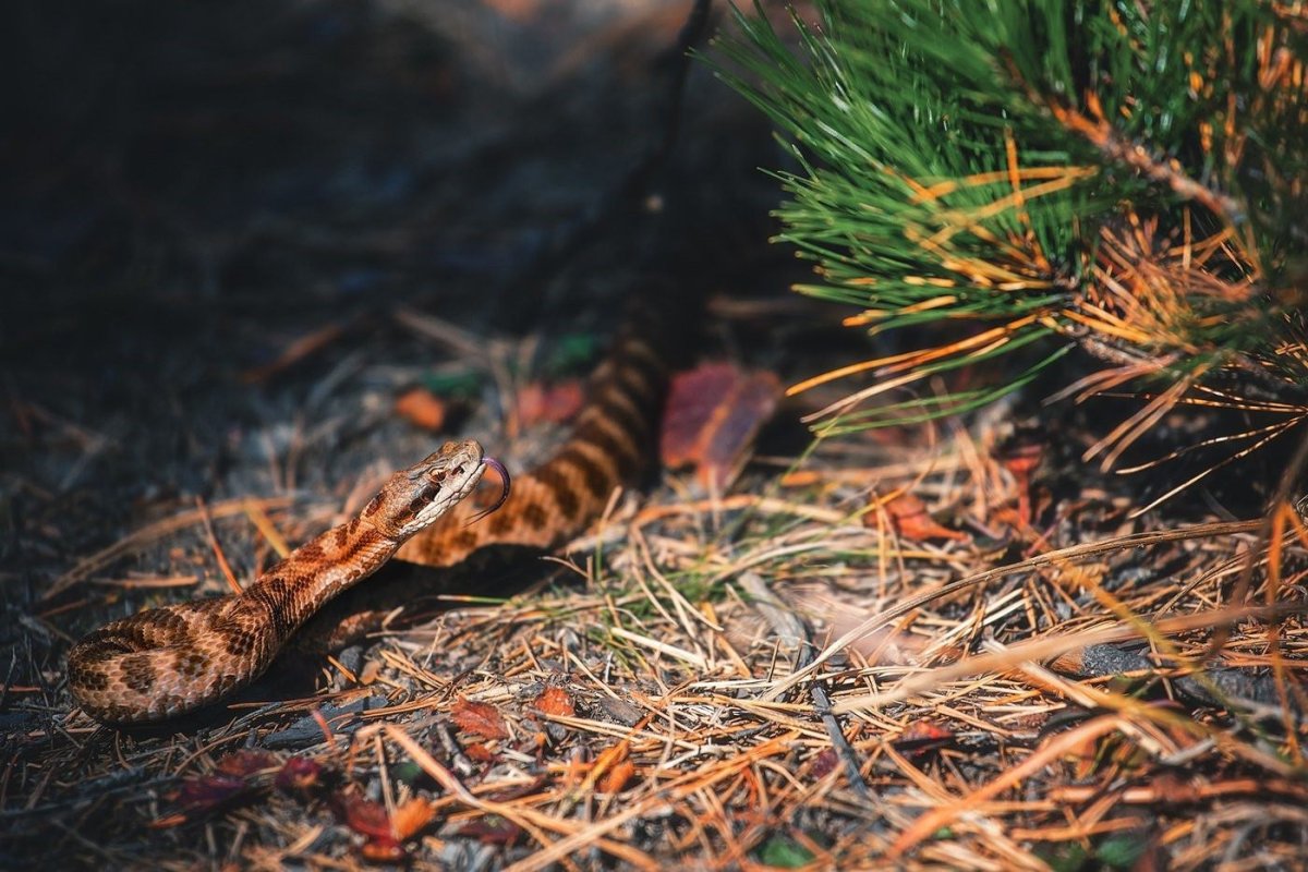 Каменистый щитомордник