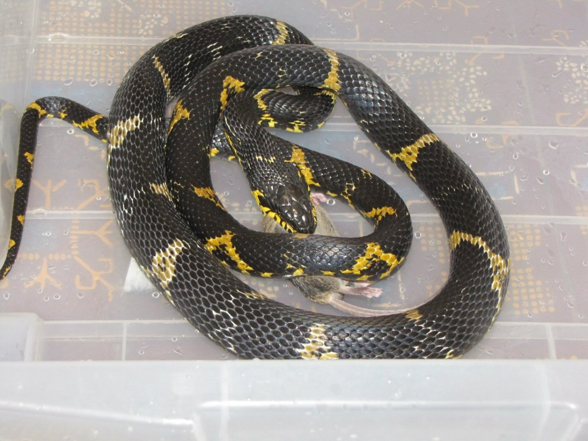 Полоз Шренка Амурский