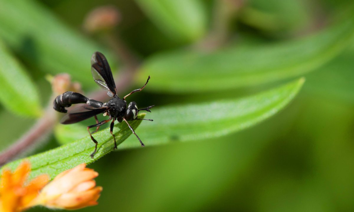 Оса крестовиколов
