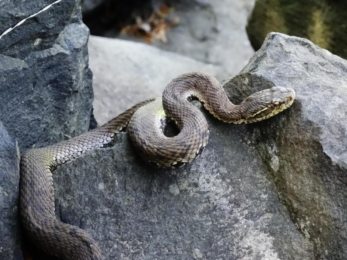 Гадюка змея Приморский край