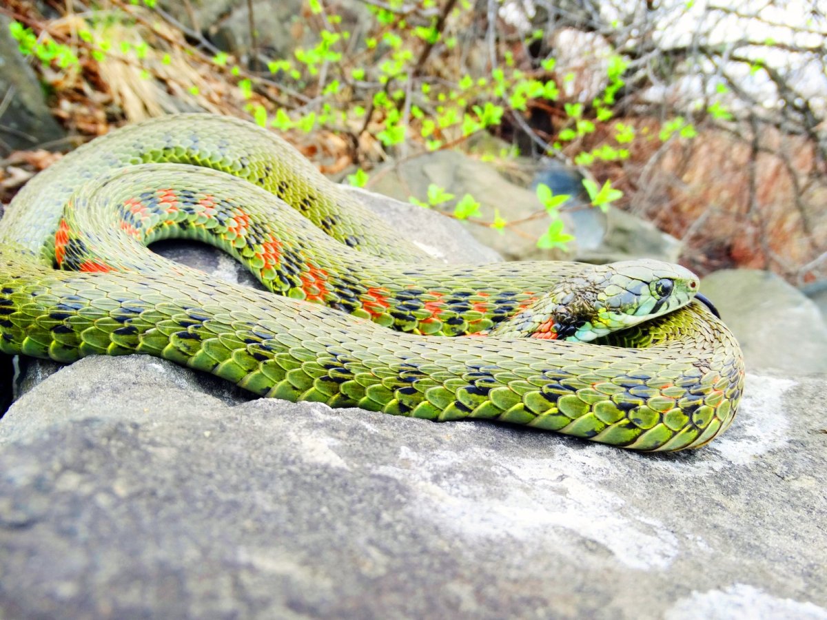 Тигровый полоз