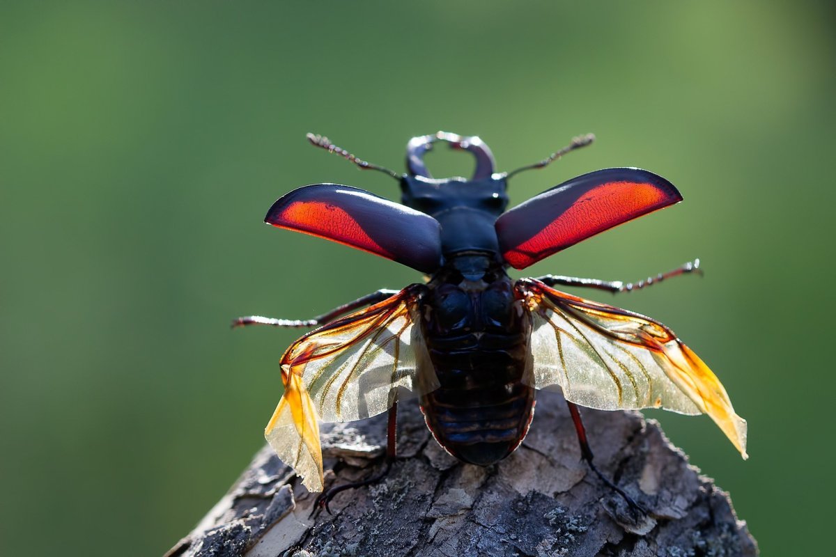 Жук Рогач Крылья