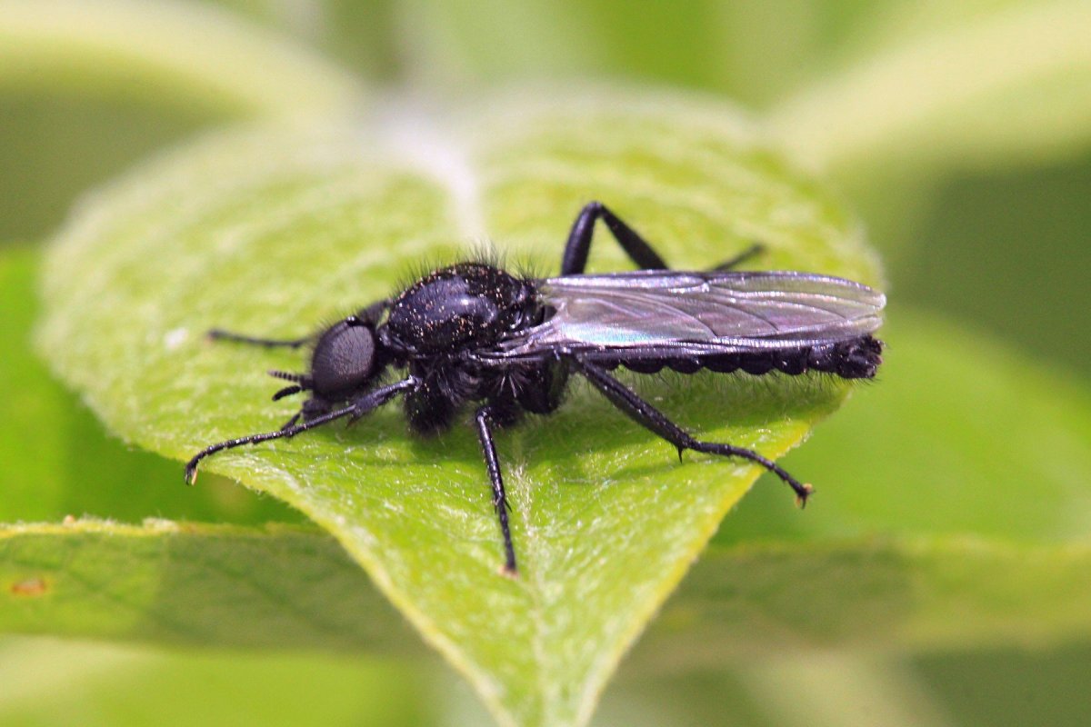 Муха чёрная Bibio Marci