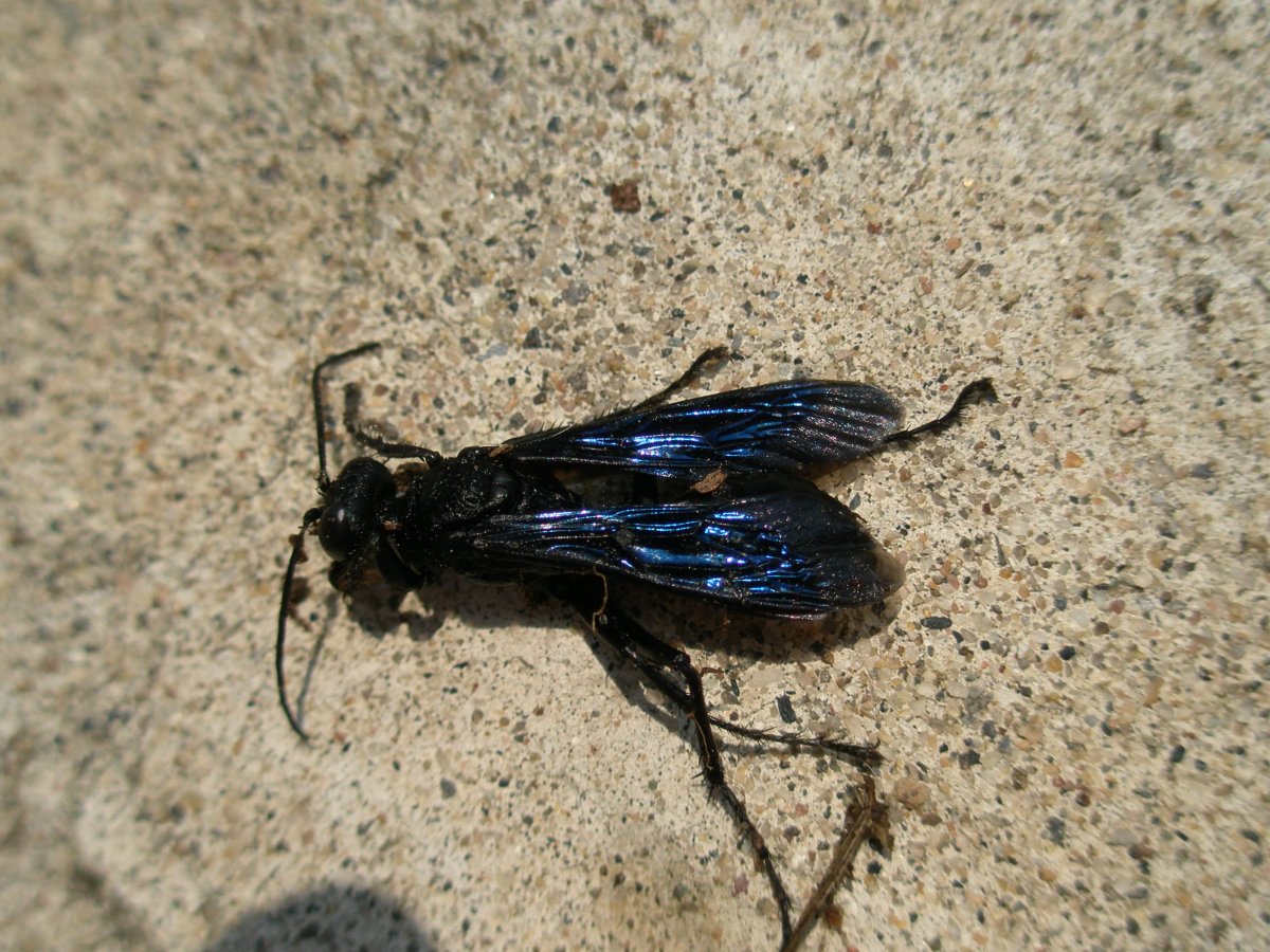 Древесный Шершень черный