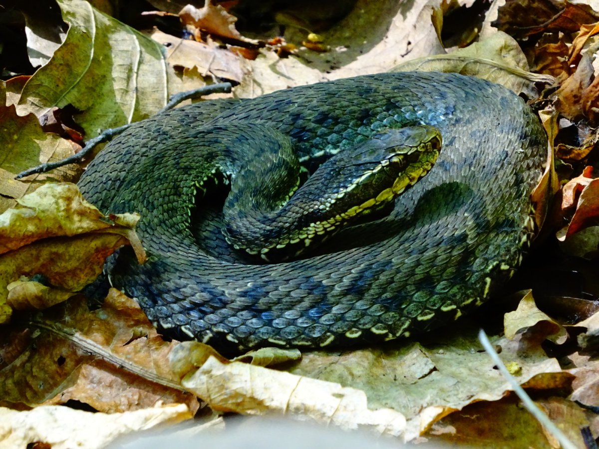 Змеи Приморского края полоз