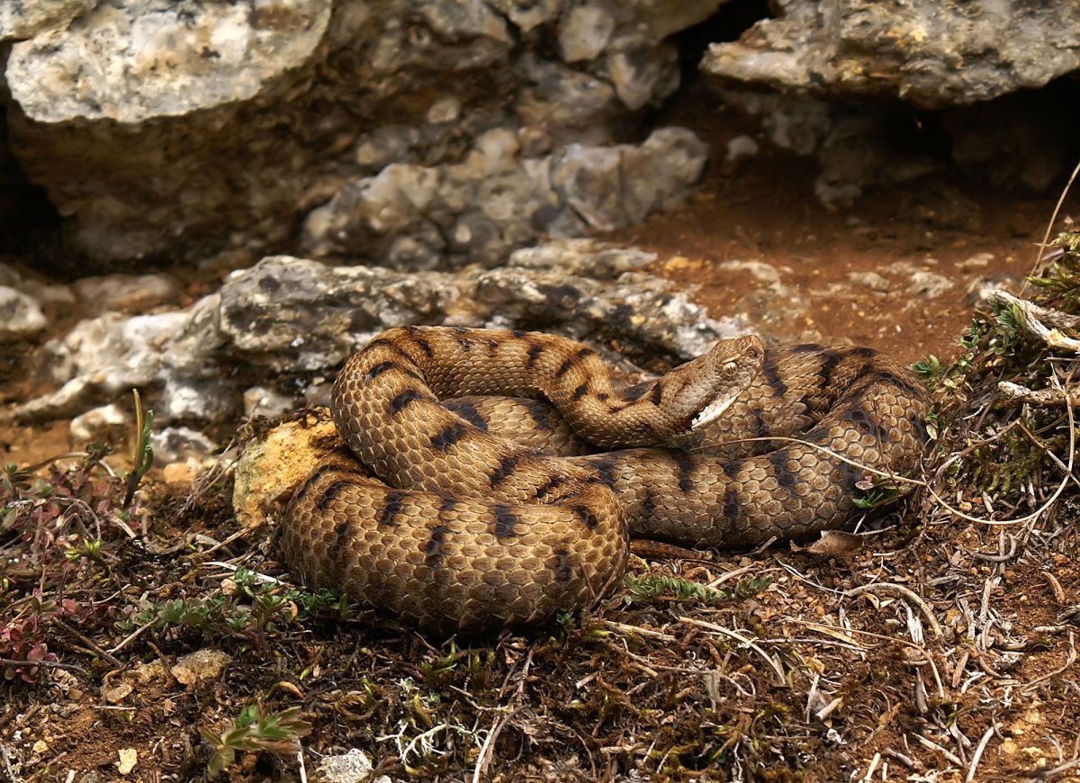 Гадюка армянская (Vipera xanthina)