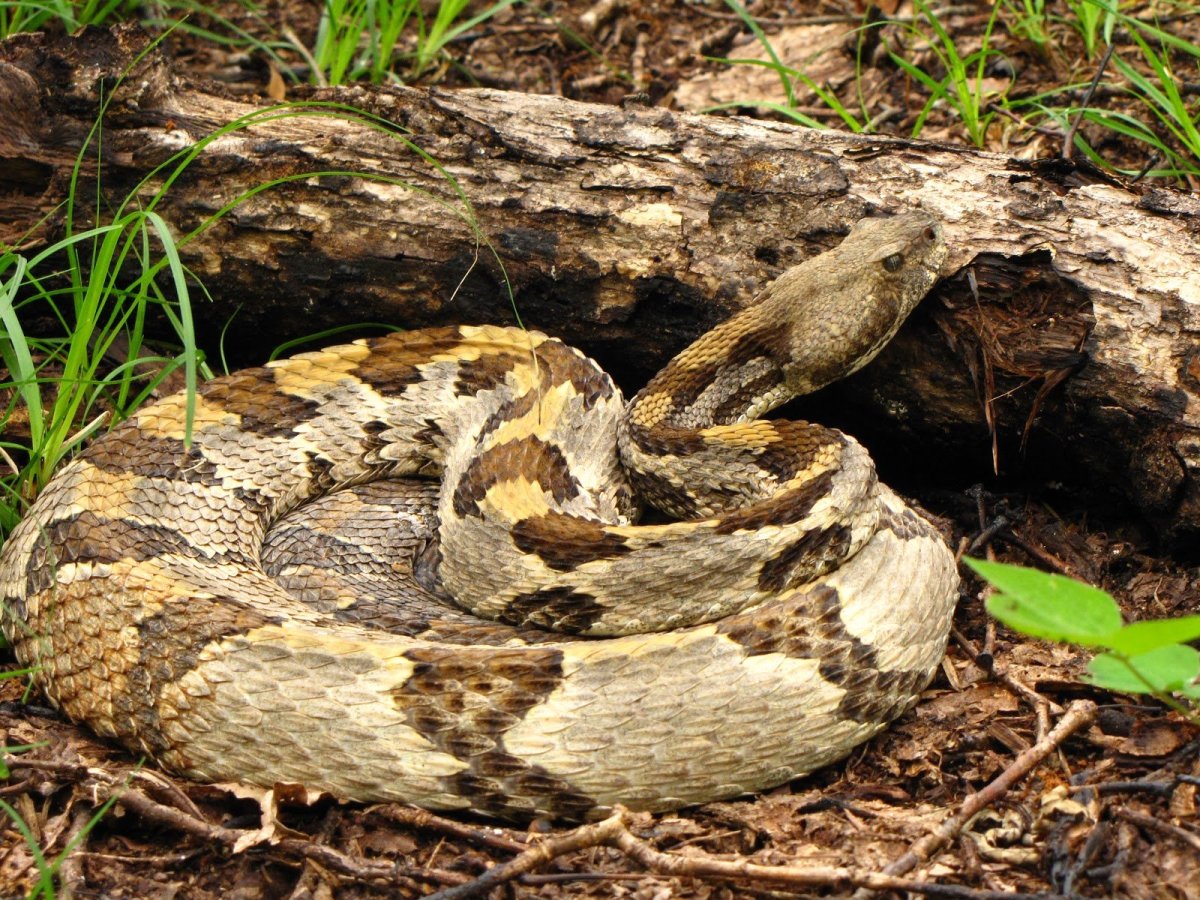 Малайский щитомордник