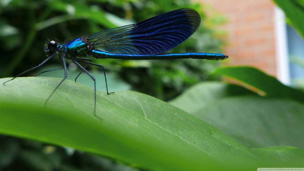 Стрекоза Радужница зеленая
