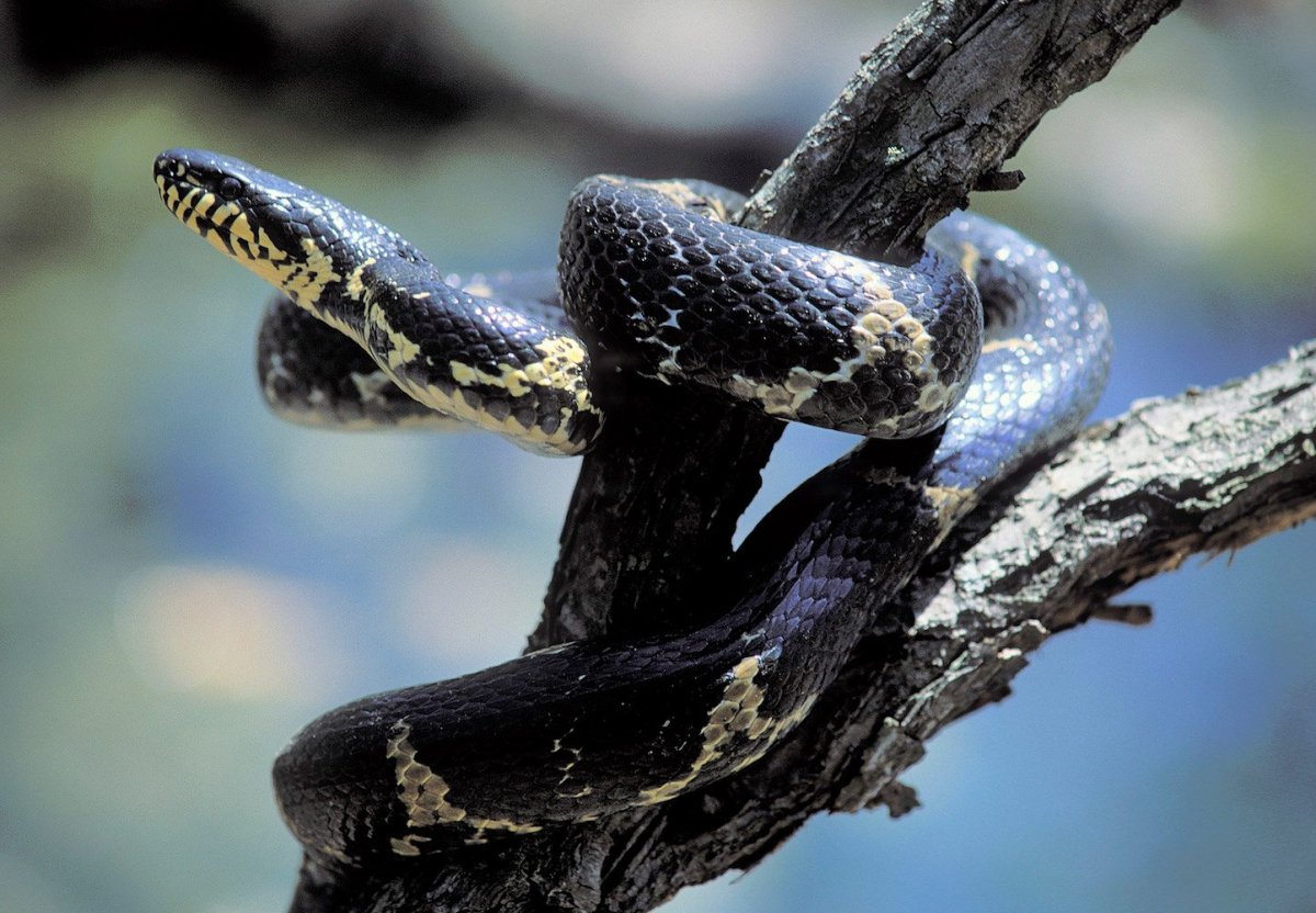 Полоз Шренка